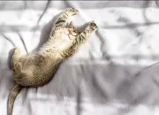 Quiz Bons rflexes  avoir avec votre chat selon la situation
