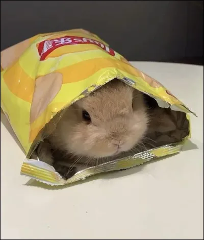 Regarde l'image. Qu'en penses-tu ?