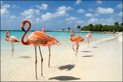 De quel pays européen dépend l'île caribéenne d'Aruba  ? 