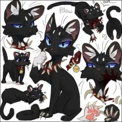 Un petit chat qui fait partie dun Clan de chats domestiques dont il est le chef :