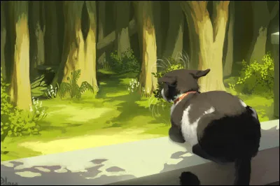 Chat domestique blanc et noir qui a vu son meilleur ami partir pour les chats de la forêt :