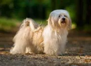 Quiz Les races de chiens autrement