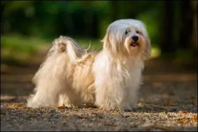 Qui a sorti l'album "Bichon" en 2011 ?