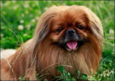 Où vivent les "Pékinois" ?