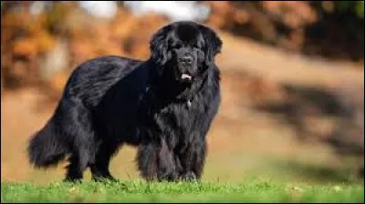 À quel pays est rattaché l'île de "Terre-Neuve" ?