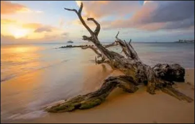 Comment qualifie-t-on un bois qui a passé un long séjour dans l'eau ?