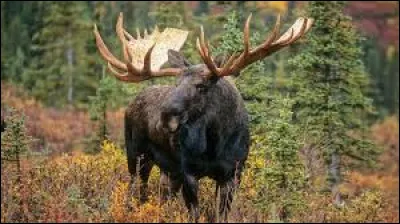 Lequel de ces cervidés porte les bois les plus importants ?