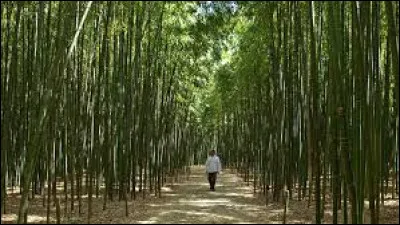 Comment appelle-t-on un lieu planté de bambous ?
