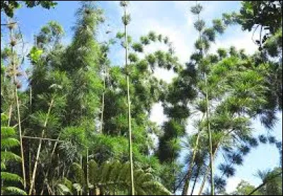 Comment s'appelle cette espèce de bambou endémique de l'île de La Réunion ?