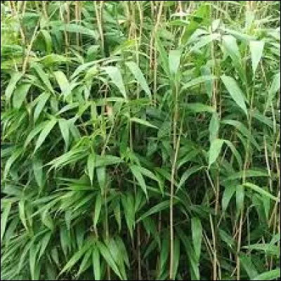 Lequel de ces animaux se nourrit exclusivement de bambous ?