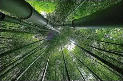 Quelle est la hauteur atteinte par "bambusa arundinacea", le bambou géant, originaire de Chine et d'Inde