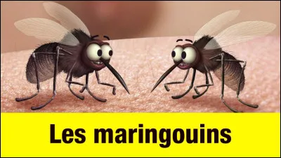 Les maringouins peuvent-ils être porteurs de maladies ?