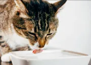 Test Quel serait ton nom de chat ?