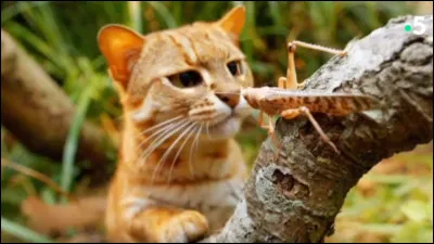 Que veux-tu que ton chat ait comme habitude ? (1 sur 3)