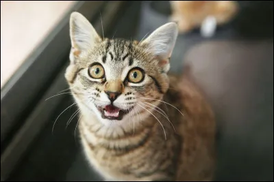 Tu veux que son miaulement soit :