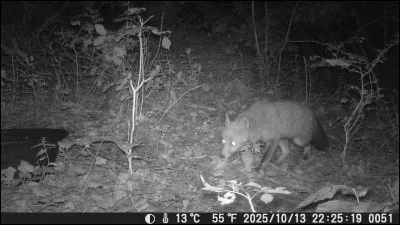 Lorsque l'on admire un ciel étoilé, on peut y apercevoir quelque chose qui a un rapport avec le renard !