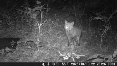 Au XVe siècle nait une chanson intitulée : La Jument de Michao, mais dans quelle région de cette époque ?