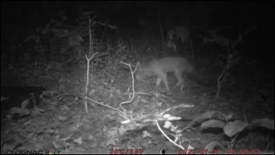 Quel autre animal peut être qualifié de "renard volant" ?