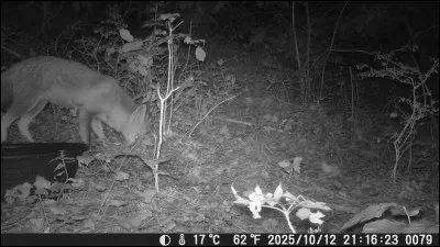 De ces trois romans, lequel est un véritable livre d'Eugène Green ?