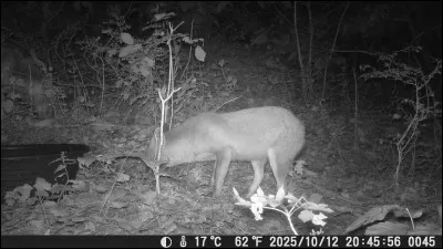 Comment s'appelle ce film de Luc Jacquet, sorti en 2007 ?