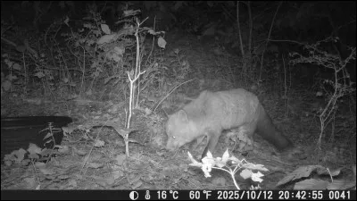 Qui a dit : Quand les poules auront des dents, les renards auront des tenailles ?