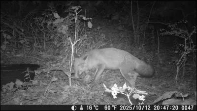 On ne peut pas apprivoiser un renard !