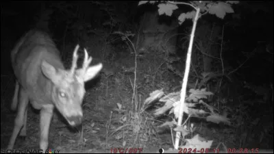 Quel animal peut rencontrer le renard roux ?