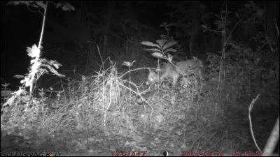 Un renard peut rencontrer ...