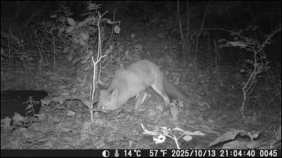 Dans l'armée belge, qu'appelle t-on renard épervier ?