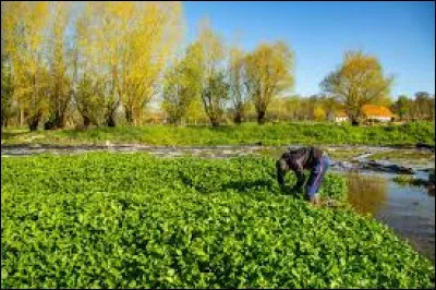 Comment appelle-t-on une personne qui cultive le cresson ?