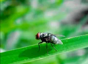 Quiz Ces animaux et plantes dégoutantes