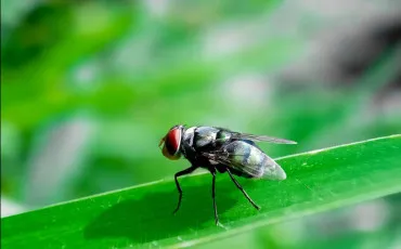 Quiz Animaux bizarres