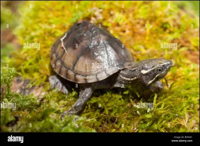 Voici la tortue la plus puante du monde : elle produit cette odeur grâce à des glandes situées sous sa carapace. C'est une tortue des rivières du Canada dont le nom scientifique est Sternotherus odoratus bien sûr. Quel est son nom commun ?