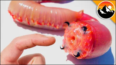 Et voici glycera dibranchiata ou le ver américain dont la principale particularité est le fait qu'il ait des crochets en cuivre reliés à des glandes à poison, je ne l'ai pas mis dans le quiz car il est plus dégoutant que dangereux. Ses crochets sortent de sa bouche grâce à une trompe. Comment s'appelle cette trompe ?