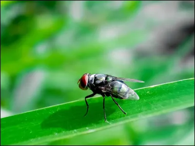 Voici la lucilie bouchère, une mouche particulière d'Amérique du Sud qui fait quelque chose de dégoûtant. Mais au juste que fait-elle ?