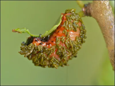 Dans les déserts d'Afrique se trouve la larve de diamphidia nigroornata qui est utilisée pour son poison très puissant. À quoi est due sa toxine ?