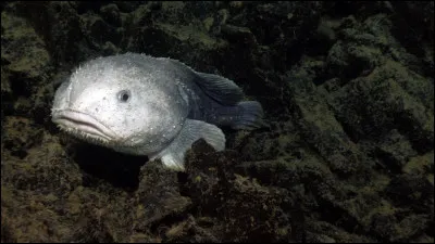 Voici le psychrolutes marcidus plus connu sous le nom de blobfish à cause de son apparence quand on le sort de l'eau car il a une densité inférieure à celle de l'eau. Quel est son titre pas très honorifique ?