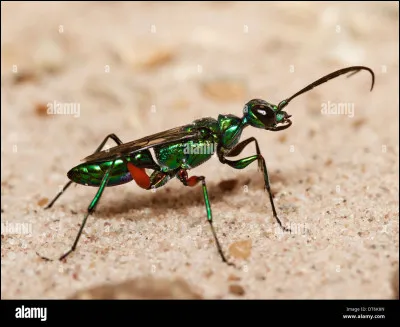 Voici la guêpe émeraude une guêpe d'Asie et d'Afrique, pour ceux qui ont fait mon dernier quiz c'est une cousine de la guêpe pepsis, elle fait partie de la famille des guêpes parasitoïdes. Que parasite-t-elle ?