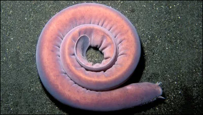 La myxine est un agnathe qui vit dans les profondeurs de l'océan, qui se protège des prédateurs en produisant du mucus (morve) en grande quantité car ce mucus englue les branchies de ses prédateurs, les asphyxie et les tue ou les éloigne, malgré son manque de vertèbres et le fait que son seul os soit son crâne, il est considéré comme un vertébré. Combien produit-elle de mucus en litres ?