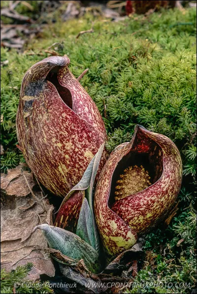 Une plante puante d'Amérique du Nord appelée le chou puant, au même titre que l'arum titan, la rafflésie, le chou puant fait partie des plantes les plus puantes du monde mais revenons à nos moutons ou plutôt à nos choux. Quel est son nom scientifique ?