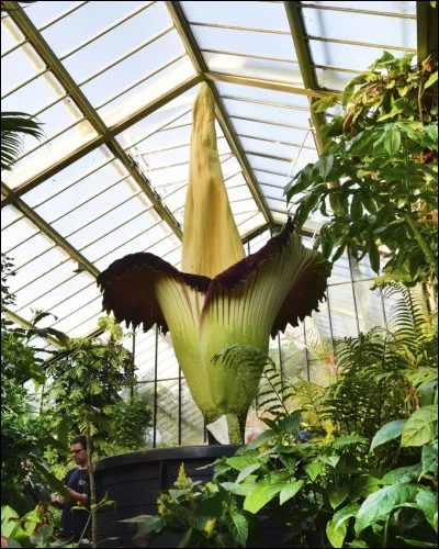 L'arum titan est une plante de Sumatra et l'une des plantes les plus puantes au monde, comme je l'ai dit dans la question 7, mais surtout c'est l'une des plus grandes fleurs du monde. Quelle taille fait-elle ?