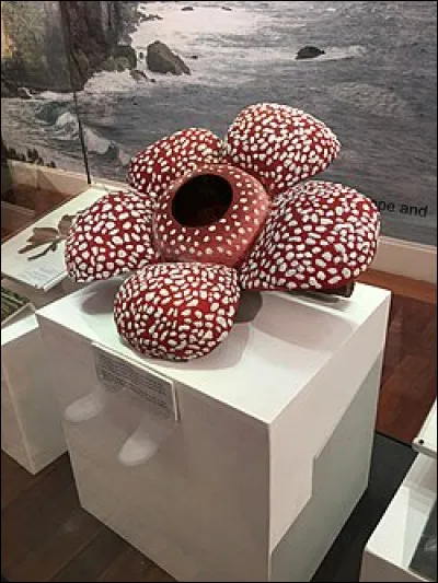 La rafflesia est une plante parasite et la fleur à pétales la plus grande au monde, l'une des plus rares et l'une des plus puantes : son odeur est comparable à un cadavre en décomposition et il est impossible de la faire pousser ailleurs que sur l'île de Sumatra. Quelle taille et masse fait-elle ?