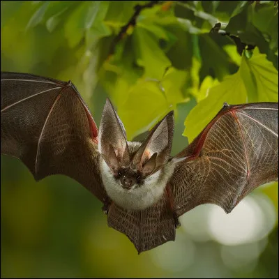 Les chauves-souris sont aveugles.