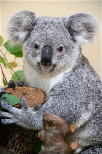Les koalas boivent régulièrement de leau.