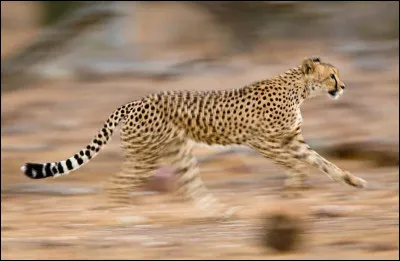 Quel est lanimal terrestre le plus rapide ?