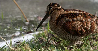 Quel est le surnom de la bécasse ?