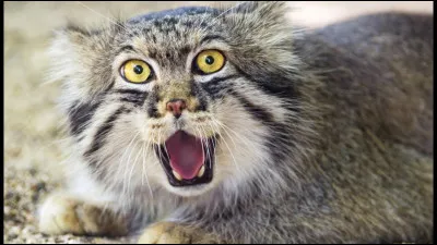 Comment appelle-t-on le chat sauvage en Europe ?