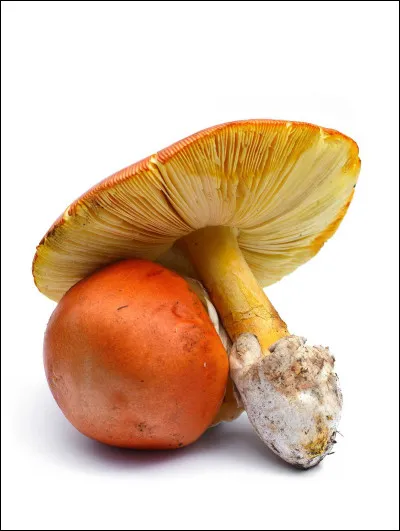 Quel est l'autre nom des champignons appelés oronges ?