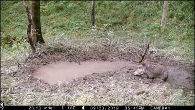 Comment nomme-t-on la flaque d'eau boueuse où les cervidés et les sangliers aiment se rouler ?