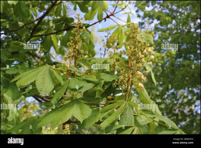 Combien de fruits peut contenir une bogue de marron ?